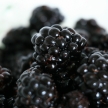 Bowl of Fresh Blackberries - Healthy Eating