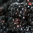 Fresh Ripe Blackberry - Healthy Eating
