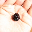Hand Holding a Fresh Blackberry