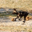 Wild Dog - Okavango Delta - Moremi N.P.