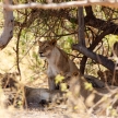 Lion - Okavango Delta - Moremi N.P.