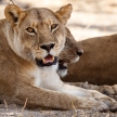 Lion - Okavango Delta - Moremi N.P.