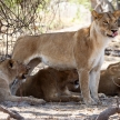 Lion - Okavango Delta - Moremi N.P.