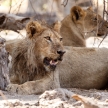 Lion - Okavango Delta - Moremi N.P.