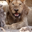 Lion - Okavango Delta - Moremi N.P.