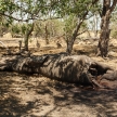 Elephant - Okavango Delta - Moremi N.P.