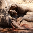 Elephant - Okavango Delta - Moremi N.P.