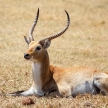 Lechwe - Okavango Delta - Moremi N.P.
