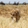 Lion - Okavango Delta - Moremi N.P.