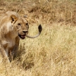 Lion - Okavango Delta - Moremi N.P.