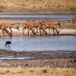 Impala - Okavango Delta, Africa