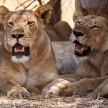 Lion - Okavango Delta - Moremi N.P.