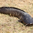 Catfish - Chobe River, Botswana, Africa