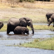 Elephants - Chobe River, Botswana, Africa