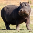 Hippo - Chobe River, Botswana, Africa
