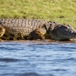 Croc - Chobe River, Botswana, Africa