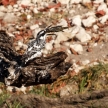 Pied Kingfisher - Chobe River, Botswana, Africa