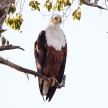 Fish Eagle - Chobe N.P. Botswana, Africa