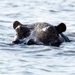 Hippo Swimming - Chobe River, Botswana, Africa