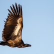 White Backed-Vulture - Chobe N.P. Botswana, Africa