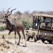 Kudu - Chobe N.P. Botswana, Africa
