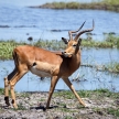 Chobe River, Botswana, Africa