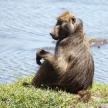 Baboon - Chobe River, Botswana, Africa