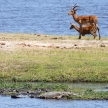 Croc - Chobe River, Botswana, Africa