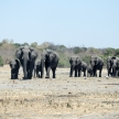 Elephant - Chobe N.P. Botswana, Africa