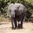 Elephant - Chobe N.P. Botswana, Africa