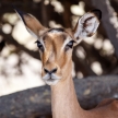 Impala - Chobe N.P. Botswana, Africa