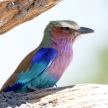 Lilac Breasted Roller - Chobe N.P. Botswana, Africa