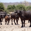 Buffalo - Chobe N.P. Botswana, Africa