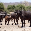 Buffalo - Chobe N.P. Botswana, Africa