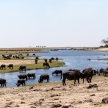 Buffalo - Chobe River, Botswana, Africa