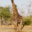 Giraffe - Chobe N.P. Botswana, Africa
