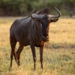 Wilderbeest - Chobe N.P. Botswana, Africa