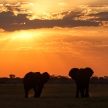 Sunset - Chobe N.P. Botswana, Africa