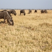 Wilderbeest, Botswana, Africa