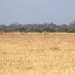 Tsessebe - Chobe N.P. Botswana, Africa