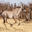 Kudu - Chobe N.P. Botswana, Africa
