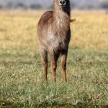 Waterbuck - Chobe N.P. Botswana, Africa