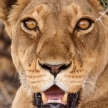 Lion - Okavango Delta - Moremi N.P.