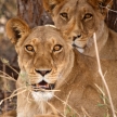 Lion - Okavango Delta - Moremi N.P.