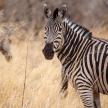 Zebra - Okavango Delta - Moremi N.P.