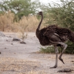 Ostrich - Okavango Delta - Moremi N.P.