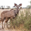 Kudu - Okavango Delta - Moremi N.P.