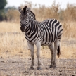 Zebra - Okavango Delta - Moremi N.P.