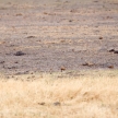 Warthog - Okavango Delta - Moremi N.P.