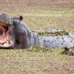 Hippo - Okavango Delta - Moremi N.P.